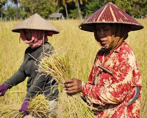 cambodia-farmers in rice fields cambodia-farmers in rice fields