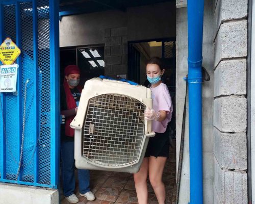 carrying dog cage scaled q3j997xmmduesm4e8kmq0you98mk5lk38e3ofdk97k - Animal Care in Costa Rica