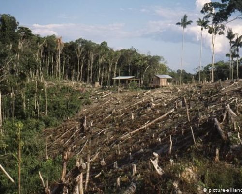clear cutting deforestation amazon jungle issues oj9fuw0wy7bfbityvrjs287wo2k3uhz2w60jaqst5s - Amazon Rainforest Conservation Peru
