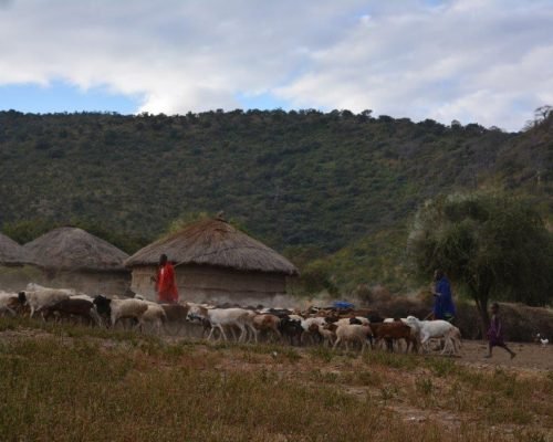 farmer with herd in Tanzania farmer with herd in Tanzania