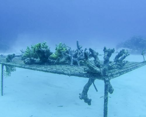 coral 4 onpdm5v3ch0kyu4fiddhh0xbk1ejk0bkhbdhh3r7a8 - Marine Conservation & Diving Vanuatu