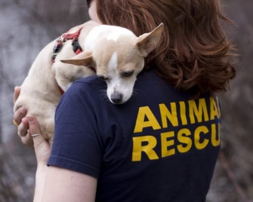 dogs rescue nepal dogs rescue nepal