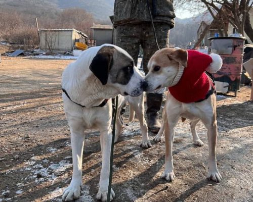 dogs in seoul centre q5wks0skfeeu8i1x250pyspnini4xlut6ugcfb79uo - Animal Shelter Support in South Korea