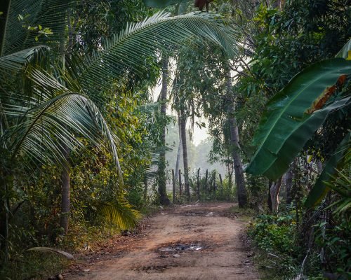 dusty path through the rainforest dusty path through the rainforest