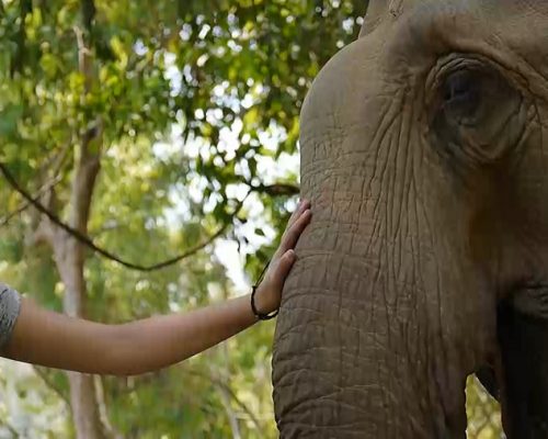 elephant conservation project okr2gmbq8py38fovl9qsipihd5di390z5slewrw3hc - Elephant Conservation Adventure Thailand