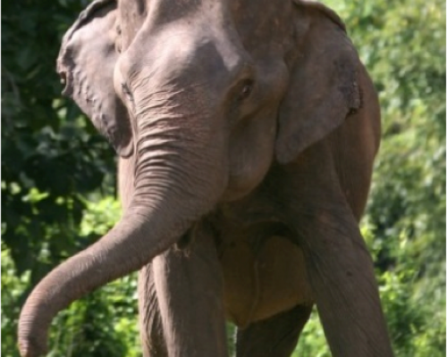 elephant on conservation project elephant on conservation project