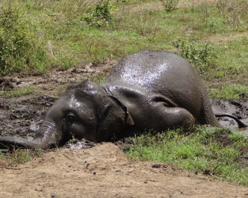 elephant rolling in mud elephant rolling in mud