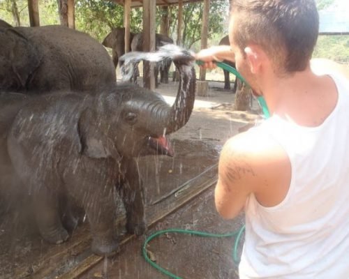 elephant conservation program thailand elephant conservation program thailand
