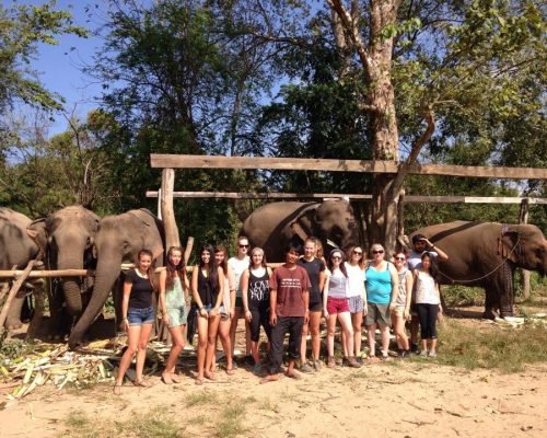 elephant conservation volunteer placement in thailand with IVI elephant conservation volunteer placement in thailand with IVI