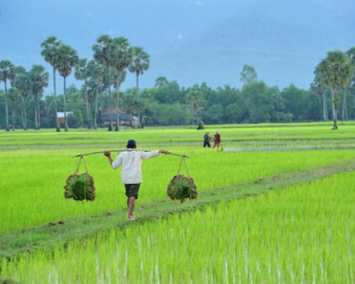 rice field farmer cambodia rice field farmer cambodia