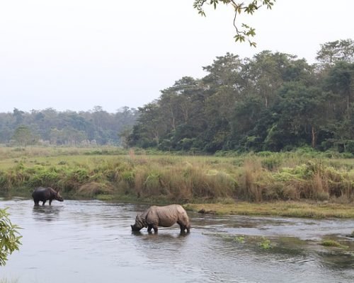 rhino-nepal rhino-nepal