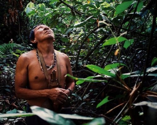 saving the amazon oj9fv7az87qv6udl1wfaw5dfsp0iev7uxpud22c334 - Amazon Rainforest Conservation Peru