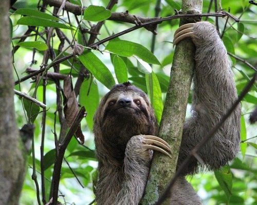 sloth 2759724 640 on2qtmjilqzg7x9ox7ylszlz2hqs0k6maqlis3een4 - Beach Clean Up & Nature Reserve Costa Rica
