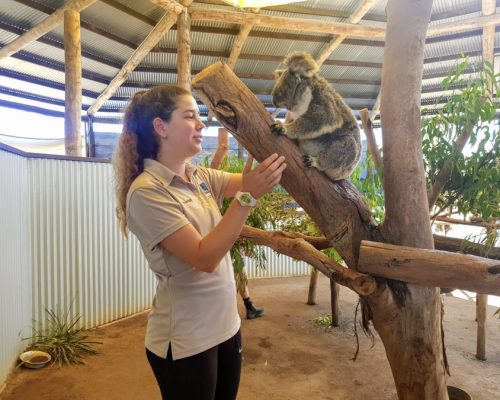 standing with a koala okziuti3rkw8wcameigdjy12brszk5bhfufm3u25y8 - Wildlife Park NSW, Australia