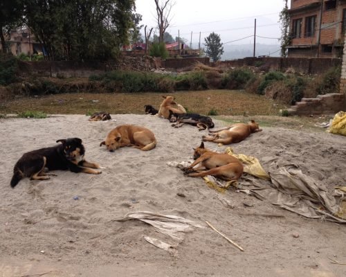 stray dog rehabilitation program nepal stray dog rehabilitation program nepal
