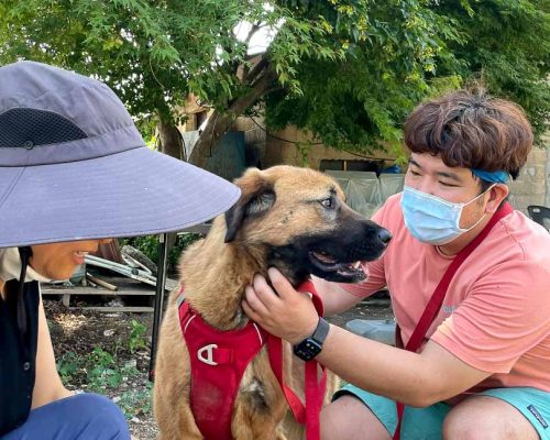 stroking a dog q5wkswr2vrml78rhviu1bknbpr4m7bdon8muqpvvz4 - Animal Shelter Support in South Korea