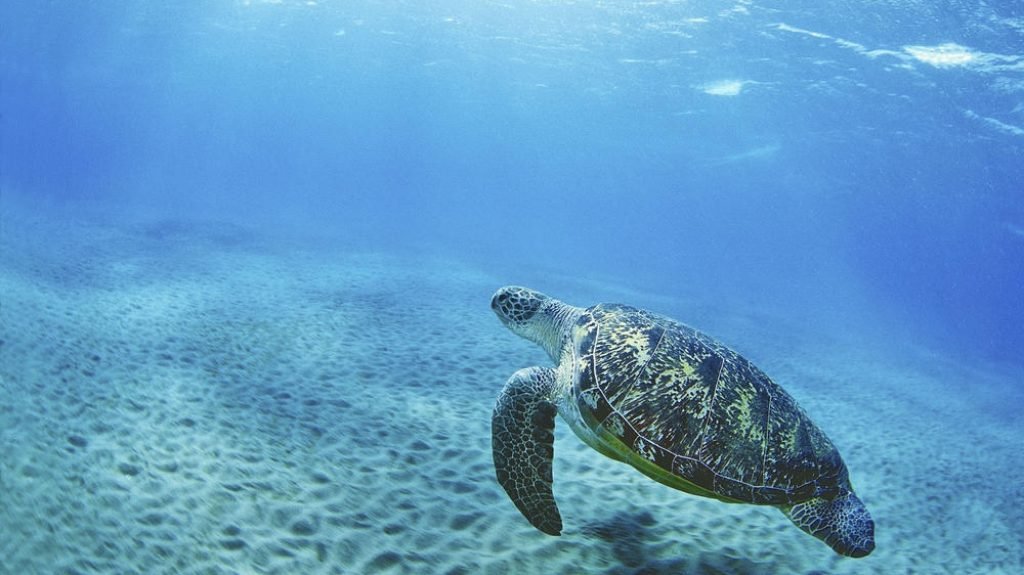 turtle volunteer in bali with IVI turtle conservation