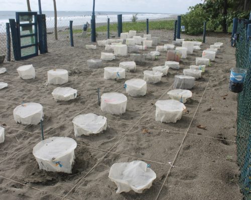 hatchling grids on beach