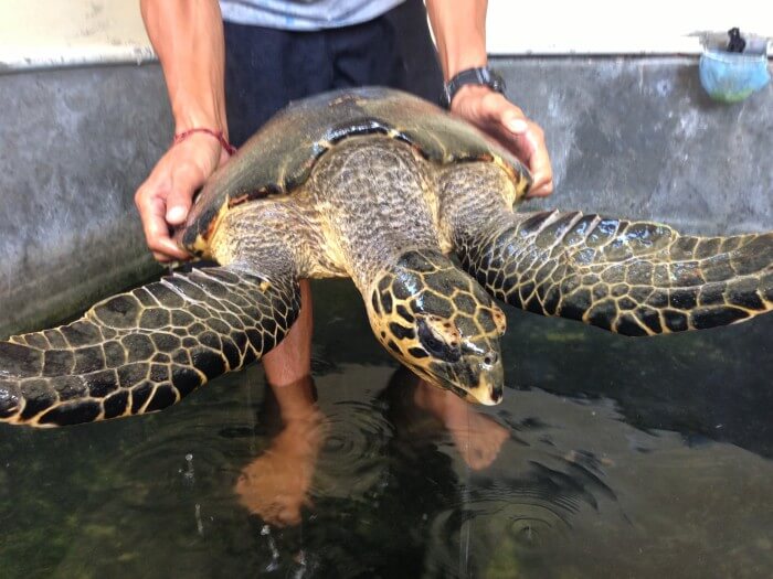 turtle3 - Turtle Conservation Program Bali